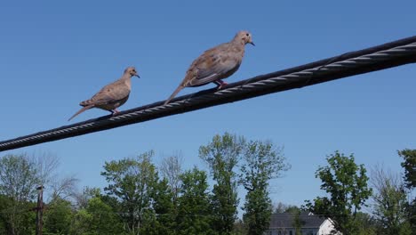 Two-birds-sitting-on-a-powerline-on-a-sunny-day-4