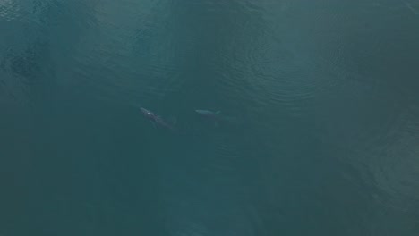 Ballenas-De-Aleta-Rompiendo-La-Superficie,-Magnífica-Vida-Silvestre-En-El-Océano-Pacífico,-Antena