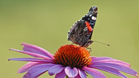 Close-Up-View-Of-Red-Admiral-On-Purple-Coneflower-Feeding-Nectar