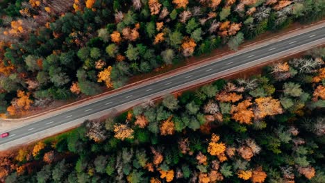 Overhead-view-of-a-car-driving-through-the-freeway-in-the-middle-of-a-pine-forest-during-autumn