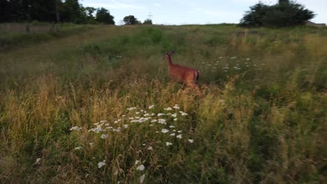 Doe-deer-in-a-field-at-sunset-8