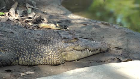 Giant-apex-predator-saltwater-crocodile,-crocodylus-porosus-resting-on-the-mudflat,-taking-an-afternoon-nap-with-beautiful-sunlight-passing-through-the-foliages,-close-up-shot-at-wildlife-park