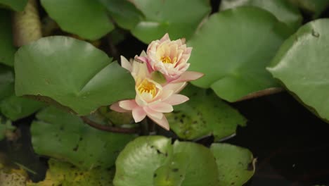 The-tiny-flowers-on-a-lily-pad-pond-1