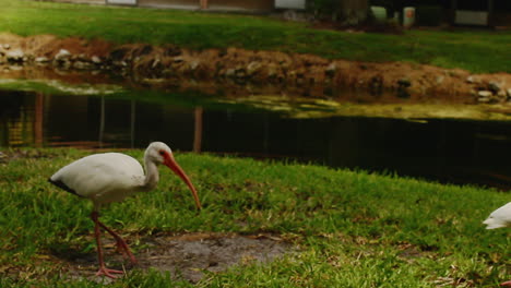 The-American-white-ibis,-also-known-as-Eudocimus-Albus,-is-a-species-of-bird-in-the-ibis-family,-Threskiornithidae