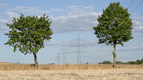 Cars-traveling-in-opposite-directions-along-a-country-road-with-two-green-trees-and-power-poles-in-the-background