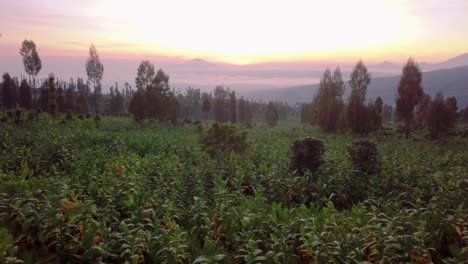 Luftvorwärtsflug-über-Tabakpflanzen-Und-Epischer-Bunter-Sonnenaufgang-Im-Hintergrund---Zentral-Java,-Indonesien