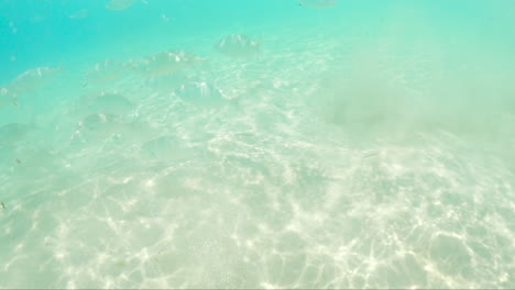 Escena-Submarina-De-Peces-Plateados-Nadando-En-El-Arrecife-Con-Luz-Solar-A-Través-De-Aguas-Azules-Claras