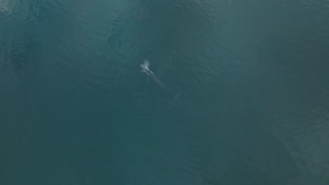 Fin-Whale-Breaching-Ocean-Surface-while-Migrating-in-Pacific-Ocean,-Aerial