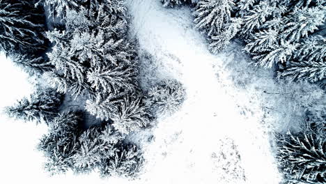 Aerial-drone-bird's-eye-view-over-snow-covered-forest-and-frozen-tree-tops-on-a-cold-winter-day