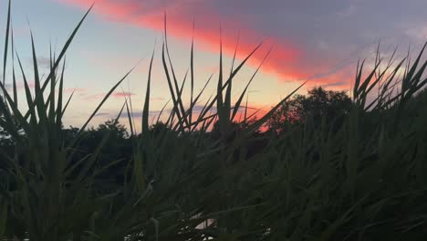 Low-angle-view-of-a-sunset-or-sunrise-through-pond-reeds-6