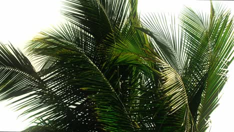 Palm-Tree-leaves-blowing-in-the-wind-against-a-white-background
