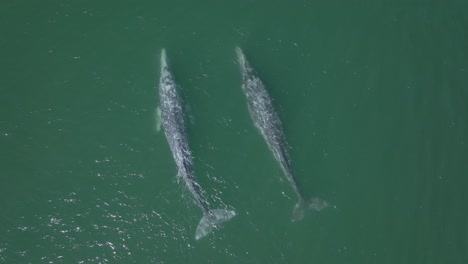 Pair-of-Two-Symmetrical-Mature-Grey-Whales,-Aerial-Drone-View-from-Above