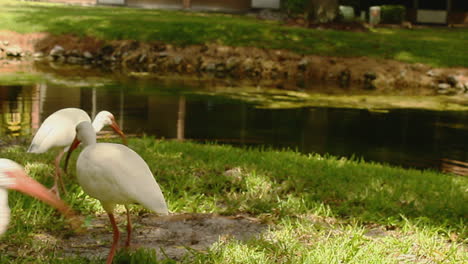 The-American-white-ibis,-also-known-as-Eudocimus-Albus,-is-a-species-of-bird-found-in-Virginia-and-along-the-Gulf-Coast-of-the-United-States