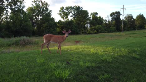 Doe-deer-in-a-field-at-sunset-6