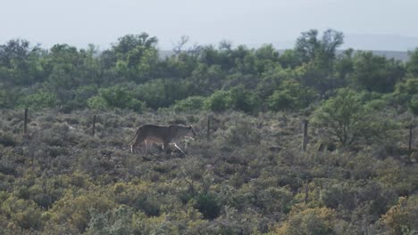 Löwin,-Die-Im-Wildreservat-In-Western-Cape,-Südafrika,-Spazieren-Geht