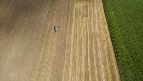 Aerial-top-down-shot-of-combine-harvester-cutting-crop-and-corn-of-wheat-field