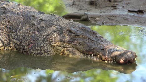 Apex-predator-saltwater-crocodile,-crocodylus-porosus-resting-on-the-muddy-flat,-taking-an-afternoon-nap-with-beautiful-foliage-water-reflection,-close-up-shot-at-wildlife-park