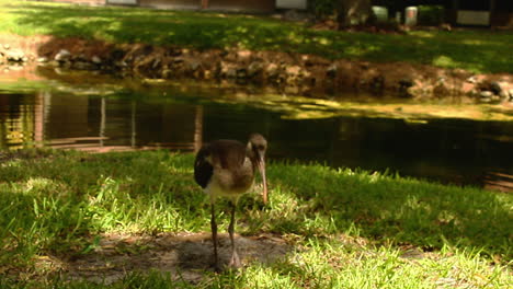 In-Diesem-Video-Ist-Ein-Mehrfacher-Amerikanischer-Weißer-Ibis-Ein-Vogel-Mit-Einem-Insgesamt-Weißen-Gefieder,-Einem-Leuchtend-Rot-orangefarbenen,-Nach-Unten-Gekrümmten-Schnabel,-Langen-Beinen-Und-Schwarzen-Flügelspitzen