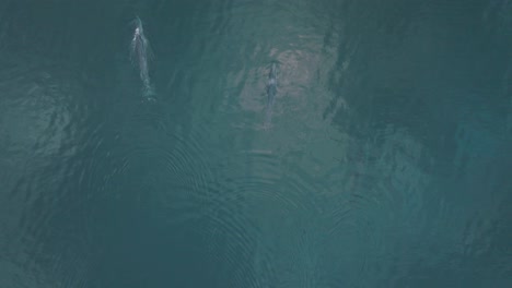 Pair-of-Two-Beautiful-Fin-Whales-in-Pacific-Ocean,-Aerial-View-with-Copy-Space