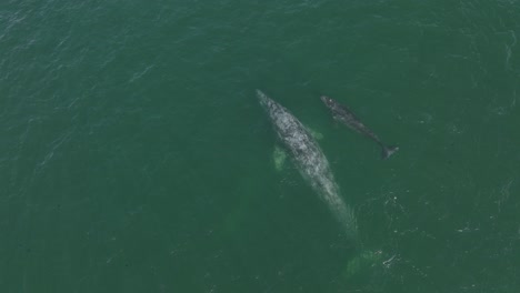 Mother-Grey-Whale-with-Child-Baby-Calf-Migrating-in-Pacific-Ocean,-Aerial-Drone-View