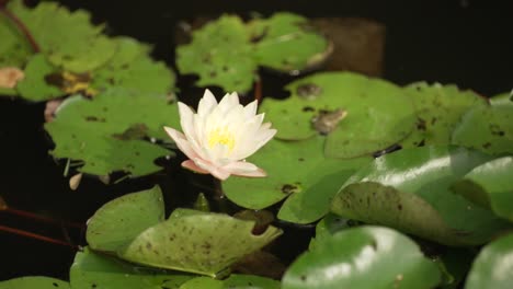 The-small-flower-on-a-lily-pad-pond
