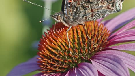Macro-Of-Purple-Coneflower-With-Red-Admiral-Butterfly-Sucking-Nectar