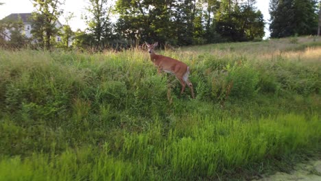 Doe-deer-in-a-field-at-sunset-15