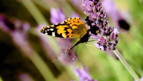 Ein-Schmetterling-Sitzt-Auf-Etwas-Lavendel-Und-Fliegt-Dann-Davon