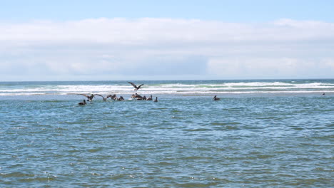 Wide-angle-view-of-Brown-Pelicans-feeding-in-shallow-surf-of-Cannon-Beach,-Oregon