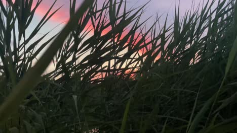 Low-angle-view-of-a-sunset-or-sunrise-through-pond-reeds-5