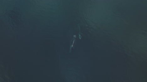 Beautiful-Pair-of-Two-Fin-Whales-Swimming-in-Pacific-Ocean,-Aerial