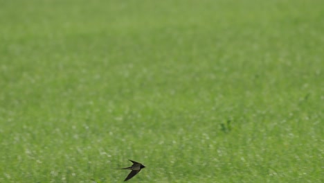 Tracking-shot-of-swallow-bird-gently-flying-above-vibrant-green-springtime-field