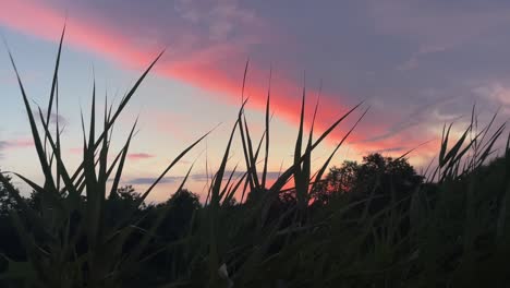 Low-angle-view-of-a-sunset-or-sunrise-through-pond-reeds-4
