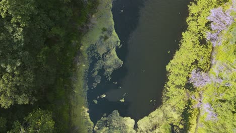 Las-Algas-Florecen-En-Una-Laguna-Pantanosa-A-Vista-De-Pájaro