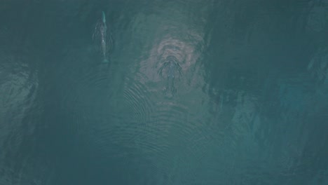 Duo-of-Two-Whales-Swimming-Gracefully-in-Pacific-Ocean,-Aerial-Drone-View
