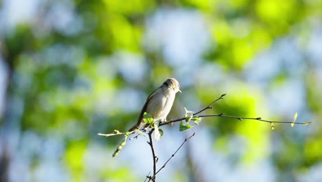 Water-pipit-small-passerine-bird-standing-on-thin-tree-branch,-slomo,-day