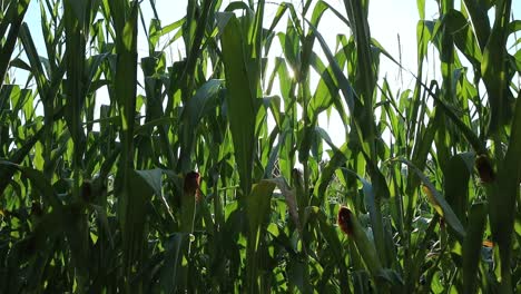 Bio-Maispflanzen-Bei-Sonnenuntergang,-Natürliches-Goldenes-Sonnenlicht-Zwischen-Den-Grünen-Blättern