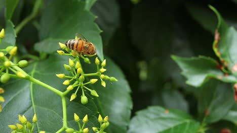 Bee-that-is-collecting-pollen-from-a-green-American-vine-plant,-macro-shot