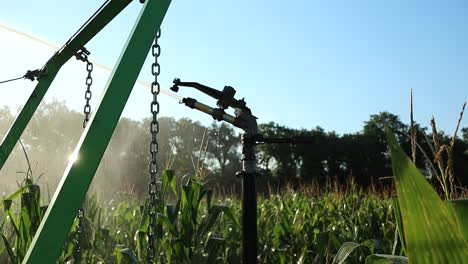Agricultural-irrigation-system-sprays-water-on-organic-corn-plants,-slow-motion-shot