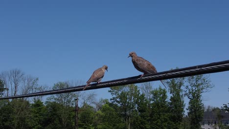 Two-birds-sitting-on-a-powerline-on-a-sunny-day-2