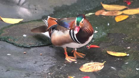 Male-mandarin-duck