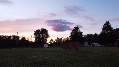 Doe-deer-in-a-field-at-sunset-13