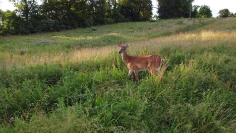 Doe-deer-in-a-field-at-sunset-12