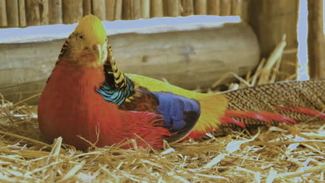 Brightly-colored-Chinese-pheasant-lying-down-on-straw
