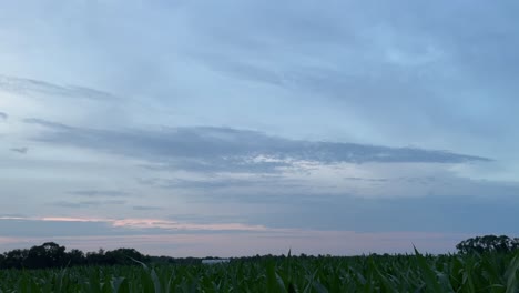 Tilt-up-view-of-a-cornfield-during-sunrise-2
