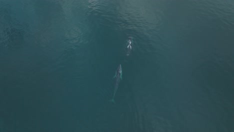 Pod-of-Fin-Whales-Migrating-in-Pacific-Ocean,-Aerial-Drone-Top-Down-View