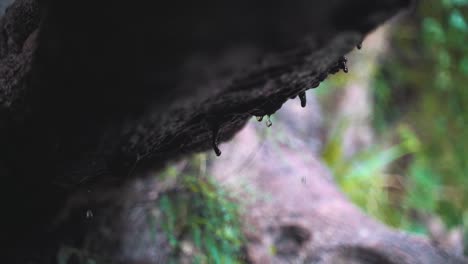 Selective-focus-shot-of-water-dripping-from-a-rock-in-the-woods,-moisture-and-humidity-background-concept