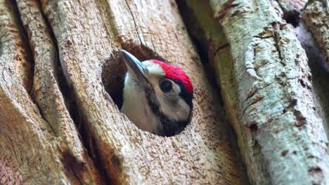 Woodpecker-closeup-poking-head-outof-tree-nest-hole,-static,-day