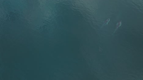 Fin-Whales-Migrating-Season-in-Pacific-Ocean,-Aerial-Drone-View