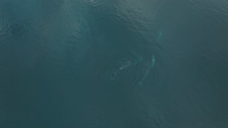 Ballenas-De-Aleta-Rompiendo-La-Superficie-Del-Océano-Pacífico,-Vista-Aérea-De-Pájaro